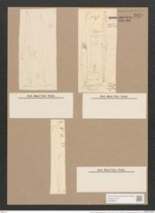Pleurosigma angulatum strigosum (Queck.) W.Sm. (de-Toni-Nr.: Genus 13, Species 1001) Zeichnungen Sammlung Grunow Nr. 2020 (NHMW-BOT-W0368872)